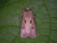 Agrotis exclamationis 5, Gewone worteluil, Saxifraga-Peter Meininger