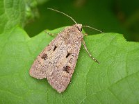 Agrotis exclamationis 6, Gewone worteluil, Saxifraga-Peter Meininger