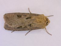 Agrotis exclamationis 7, Gewone worteluil, Saxifraga-Peter Meininger