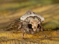 Agrotis puta 11, Puta-uil, Saxifraga-Ab H Baas