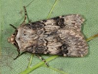 Agrotis puta 17, Puta-uil, Saxifraga-Ab H Baas