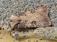 Agrotis puta 2, Puta-uil, Saxifraga-Ab H Baas