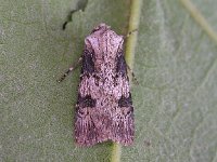 Agrotis puta 3, Puta-uil, Saxifraga-Peter Meininger