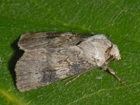 Agrotis puta #13739 : Agrotis puta, Puta-uil