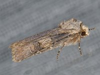 Agrotis puta 6, Puta-uil, Saxifraga-Ab H Baas