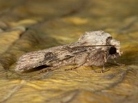 Agrotis puta 7, Puta-uil, Saxifraga-Ab H Baas