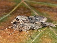 Agrotis puta 9, Puta-uil, Saxifraga-Ab H Baas