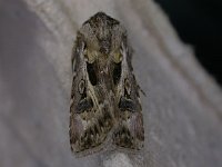 Agrotis vestigialis 3, Bonte worteluil, Saxifraga-Peter Meininger