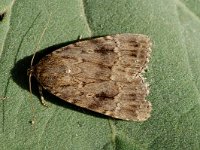 Amphipyra pyramidea 2, Piramidevlinder, Saxifraga-Marijke Verhagen