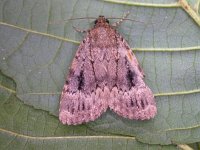 Amphipyra pyramidea 9, Piramidevlinder, Saxifraga-Peter Meininger