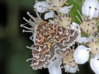 Anarta myrtilli #01436 : Anarta myrtilli, roodbont heide-uiltje