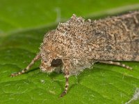 Anarta trifolii 2, Spurrie-uil, Saxifraga-Ab H Baas