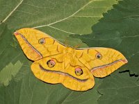 Antheraea yamamai 2, Saxifraga-Zoran-Bozovic