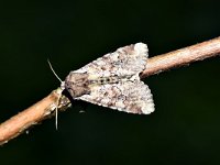 Apamea sordens 4, Kweekgrasuil, Saxifraga-Peter Gergely