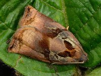 Archips podana 3, Grote appelbladroller, Saxifraga-Ab H Baas