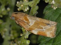 Archips xylosteana #12816 : Archips xylosteana, male