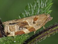 Archips xylosteana 3, Gevlamde bladroller, Saxifraga-Ab H Baas