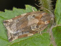 Archips xylosteana 6, Gevlamde bladroller, Saxifraga-Ab H Baas