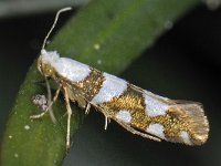 Argyresthia brockeella 3, Sierlijke pedaalmot, Saxifraga-Ab H Baas