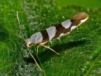 Argyresthia brockeella 01, AHB  Argyresthia brockeella Diffelen op 12 juli 2013