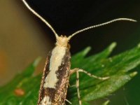 Argyresthia conjugella 2, Grote pedaalmot, Saxifraga-Ab H Baas