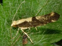 Argyresthia conjugella 4, Grote pedaalmot, Saxifraga-Ab H Baas