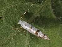 Argyresthia curvella 3, Appelpedaalmot, Saxifraga-Ab H Baas