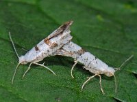 Argyresthia curvella 5, Appelpedaalmot, copula, Saxifraga-Ab H Baas