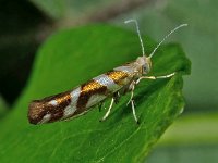 Argyresthia goedartella 4, Berkenpedaalmot, Saxifraga-Ab H Baas