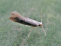 Argyresthia retinella 7, Gevlekte pedaalmot, Saxifraga-Ab H Baas