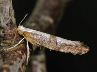 Argyresthia spinosella 2, Bloesempedaalmot, Saxifraga-Ab H Baas