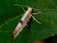 Argyresthia spinosella 3, Bloesempedaalmot, Saxifraga-Ab H Baas