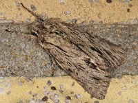 Asteroscopus sphinx #40129 : Asteroscopus sphinx, Kromzitter