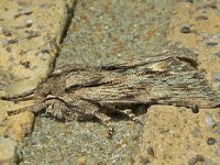 Asteroscopus sphinx 03 #C0086 : Asteroscopus sphinx, The Sprawler, Kromzitter