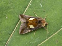 Autographa bractea 2, Zilvervenster, Saxifraga-Jan van der Straaten