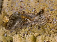 Autographa gamma 10, Gamma-uil, Saxifraga-Ab H Baas