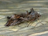 Autographa gamma 12, Gammauil , Saxifraga-Ab H Baas