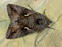 Autographa gamma 13, Gammauil , Saxifraga-Ab H Baas