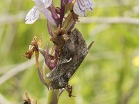 Autographa gamma 21, Gamma-uil, Saxifraga-Willem van Kruijsbergen