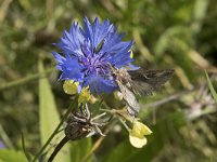 Autographa gamma 22, Gamma-uil, Saxifraga-Willem van Kruijsbergen