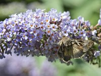 Autographa gamma 26, Gamma-uil, Saxifraga-Tom Heijnen