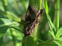 Autographa gamma 28, Gamma-uil, Saxifraga-Tom Heijnen