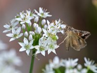 Autographa gamma 30, Gamma-uil, Saxifraga-Tom Heijnen