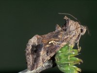 Autographa gamma 4, Gamma-uil, Saxifraga-Frits Bink