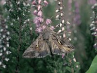 Autographa gamma 5, Gamma-uil, Saxifraga-Frits Bink