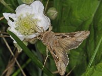 Autographa gamma #48176 : Gammauil, Autographa gamma, Gammafly