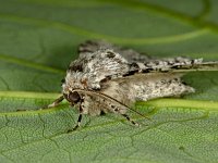 Biston betularia 8, Peper-en-zoutvlinder, Saxifraga-Ab H Baas