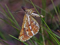 160_34, Bupalis piniaria : Bupalis piniaria, Bordered White, Dennenspanner  