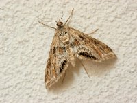 Cataclysta lemnata 3, Kroosvlindertje, female, Saxifraga-Jaap Schelvis