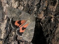 Catocala nupta 4, Rood weeskind, Saxifraga-Frits Bink